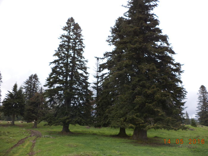 Brazii albi din fata stanii