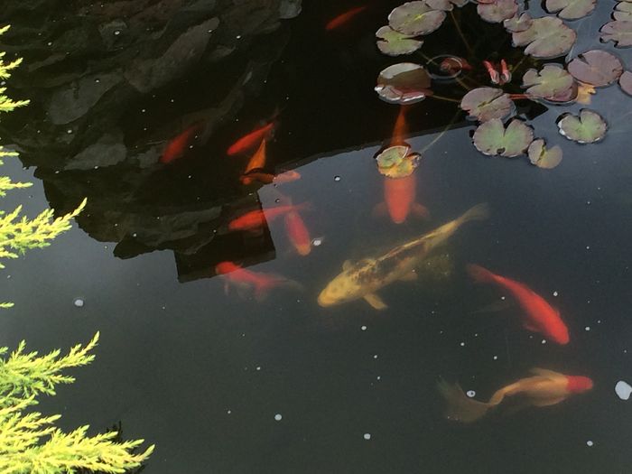 image - Iazul Cu Pesti