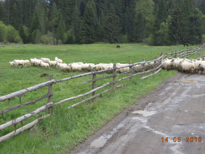 Asteptam in tractor sa treaca oile