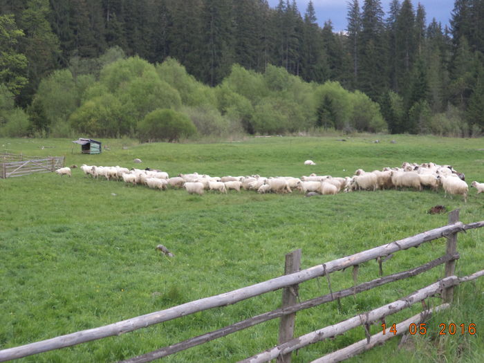 Oile lui Voda Sandu-89