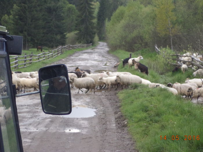 Ultimele oi trec drumul