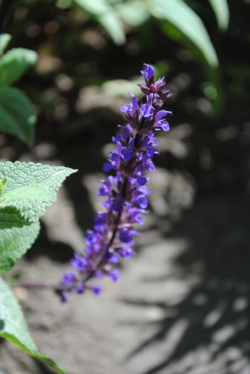 14 mai,Salvia nemeosa Caradonna - 2016 plantele mele II