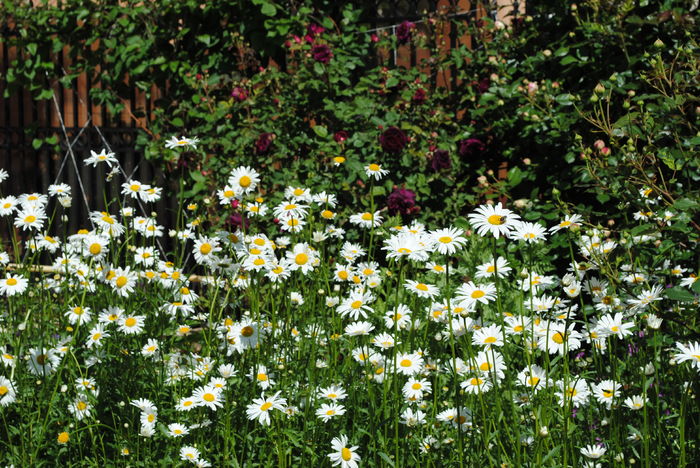 14 mai - 2016 plantele mele II