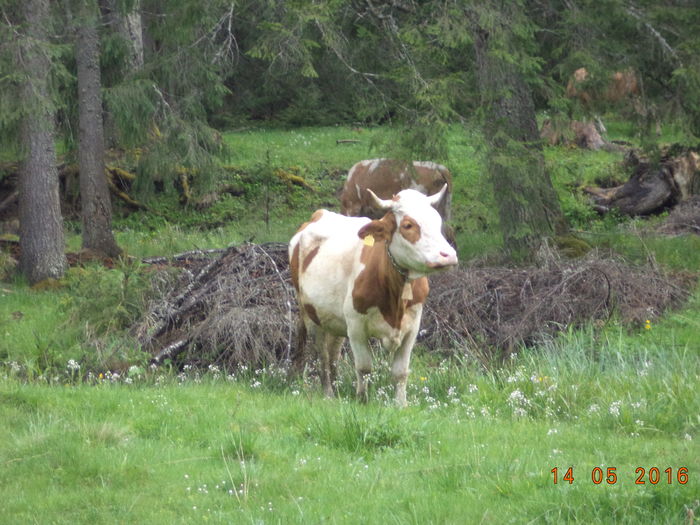 Gina vacuta lui Costea Sorin
