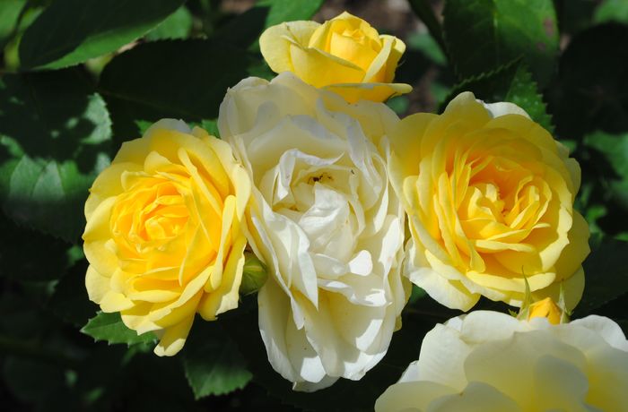 golden border(comtesse du barry)