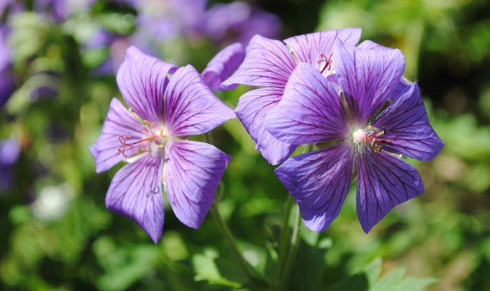 geranium magnificum