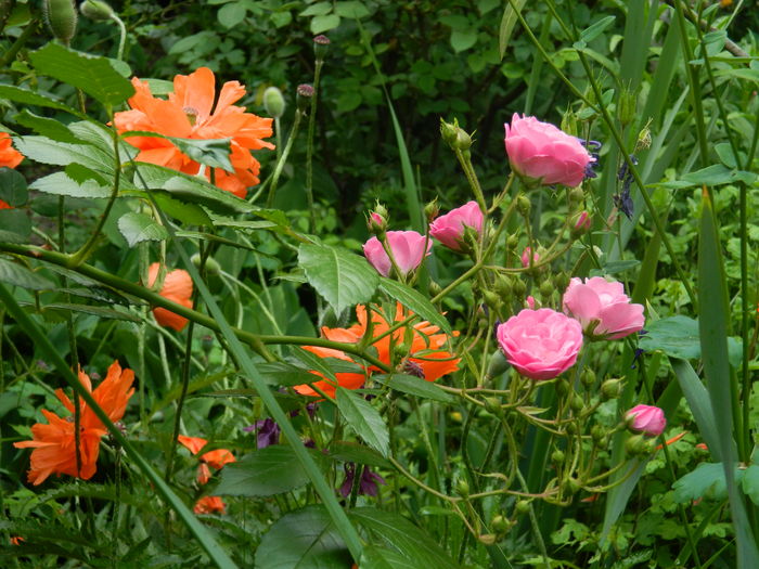 DSCN8379 - 2016 MAI_2