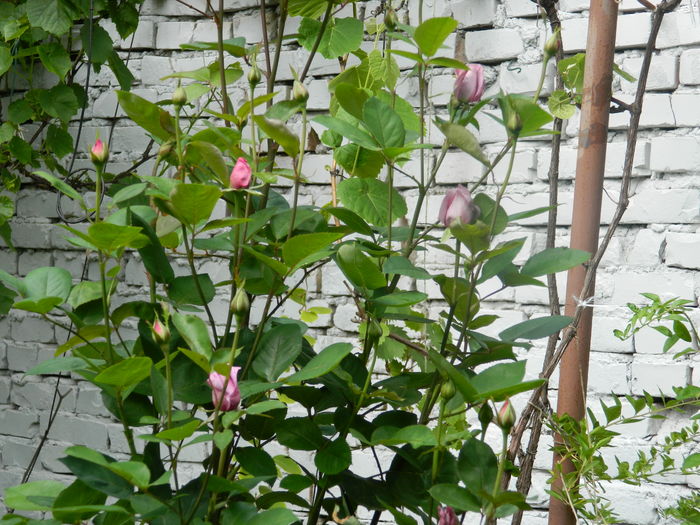 DSCN8410 - 2016 MAI_2