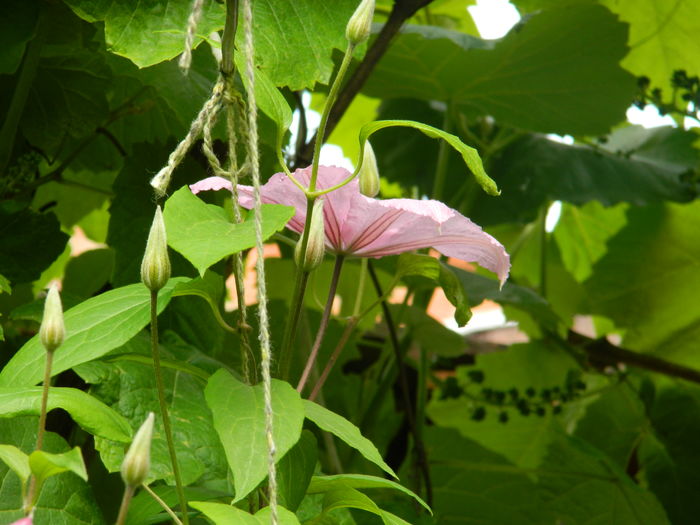 DSCN8412 - 2016 MAI_2