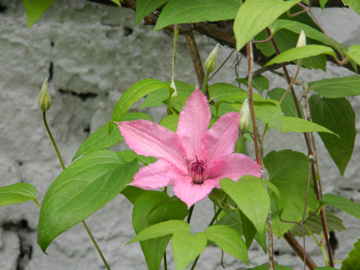 DSCN8413 - 2016 MAI_2