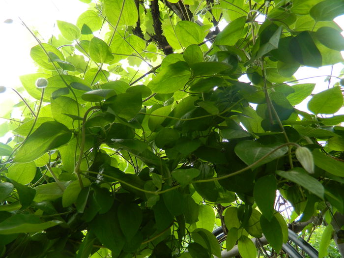 DSCN8414 - 2016 MAI_2