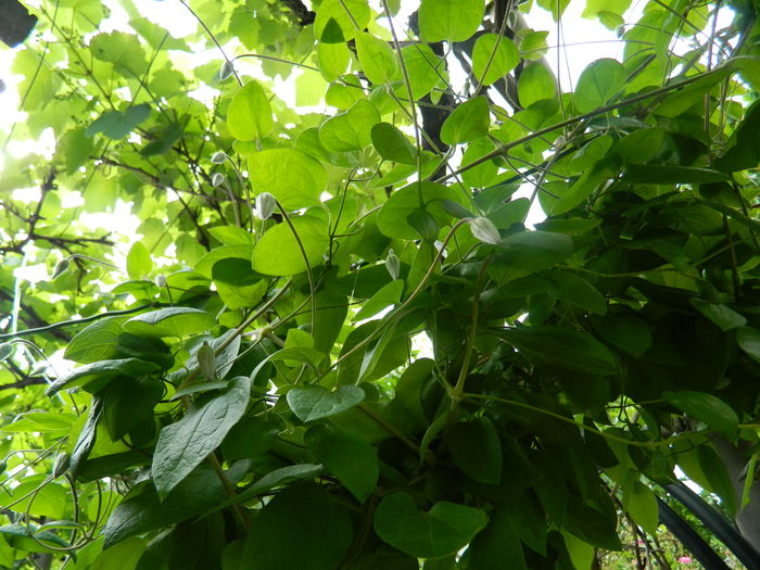 DSCN8415 - 2016 MAI_2