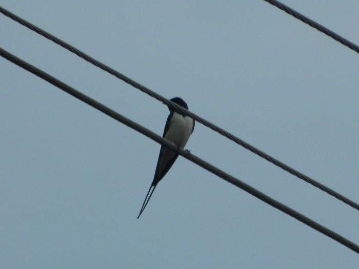 DSCN8486 - 2016 MAI_2