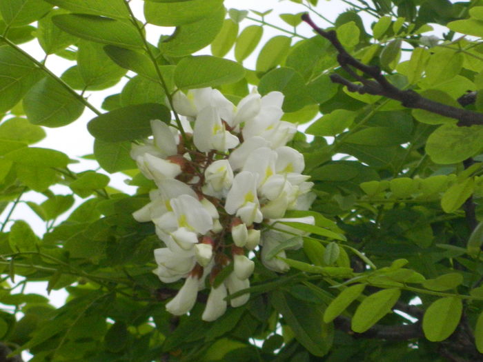 DSCN8488 - 2016 MAI_2