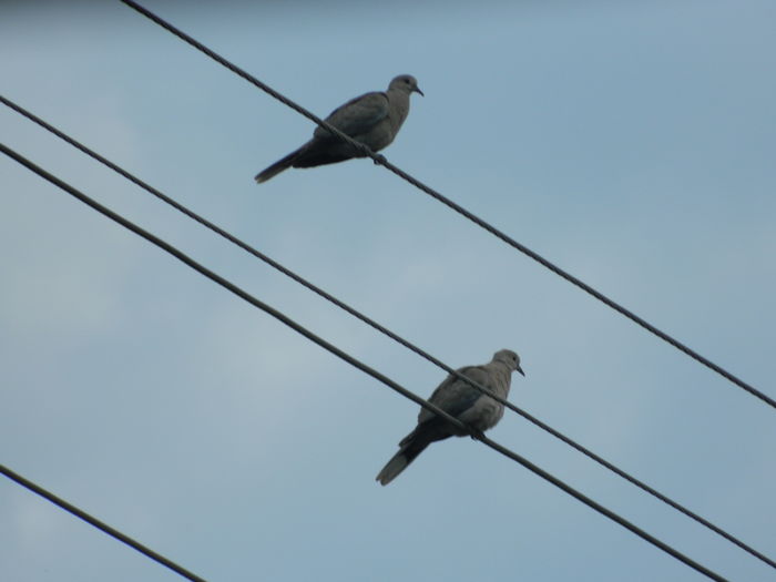 DSCN8493 - 2016 MAI_2