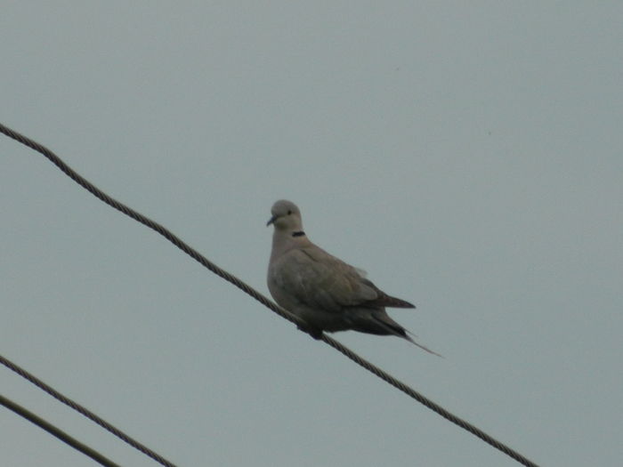 DSCN8494 - 2016 MAI_2