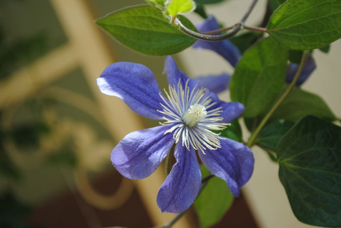clematis Arabella