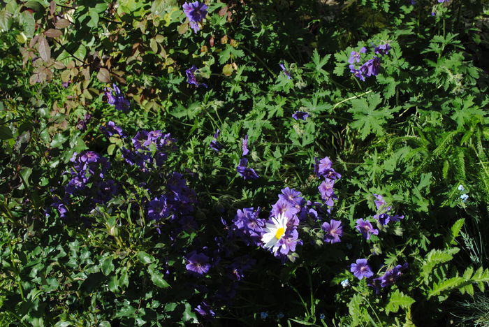 15 mai, geranium magnificum
