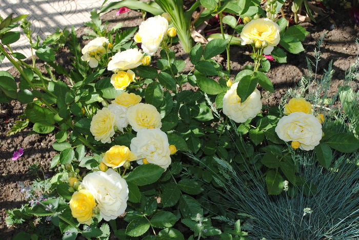 golden border(comtesse du barry)