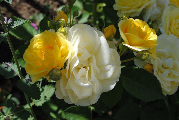 golden border(comtesse du barry)