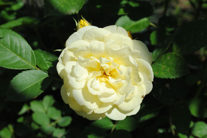 golden border(comtesse du barry)