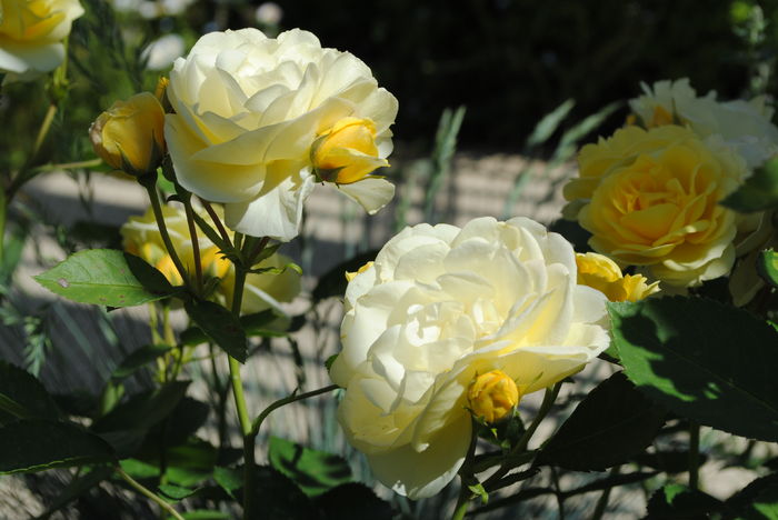 golden border(comtesse du barry)