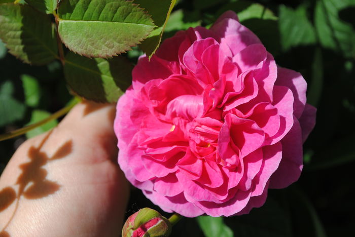 England s Rose