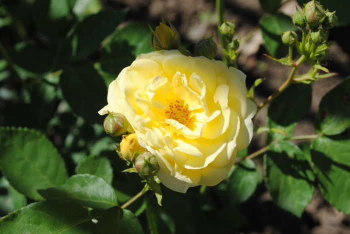 golden border(comtesse du barry)