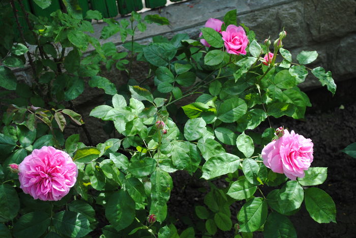 Gertrude Jekyll