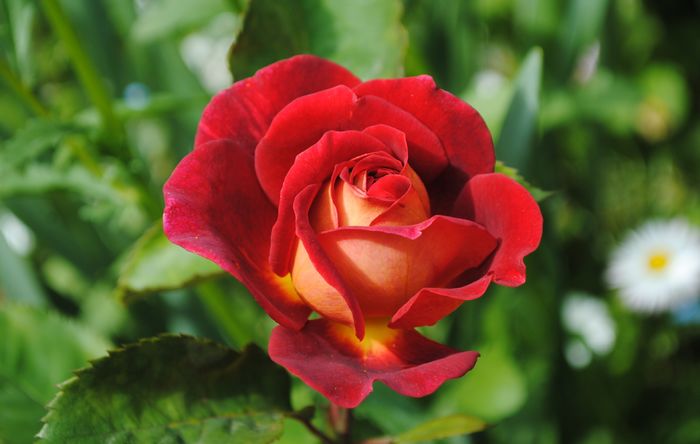 L'ami des jardins(Guillot)