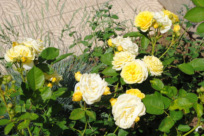 golden border(comtesse du barry)