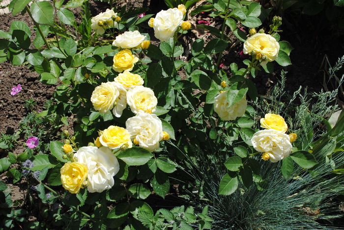 golden border(comtesse du barry)
