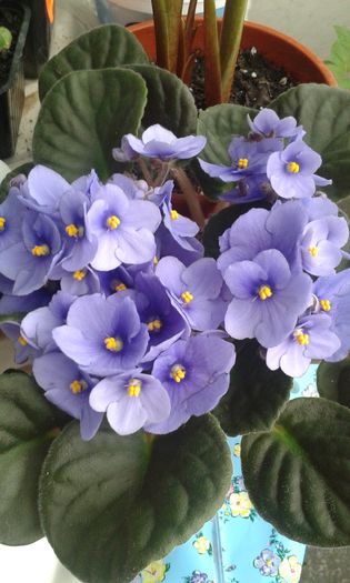 20160515 - AA VIOLETE de COLECTIE