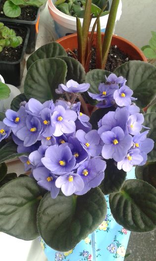 20160515 - AA VIOLETE de COLECTIE
