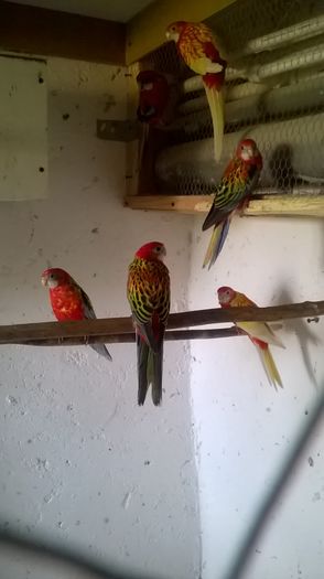 WP_20160515_003 - pui rosella prima serie 2016