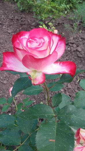 20160514_160523 - primavara 2016