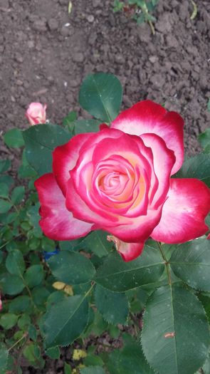 20160514_160528 - primavara 2016