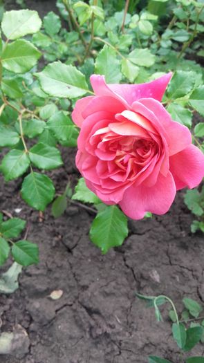 20160514_160702 - primavara 2016