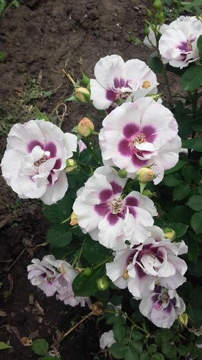 20160514_160943