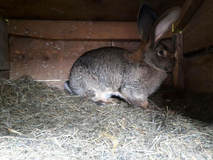 Preg%u0103tiri pentru seria 2 de pui