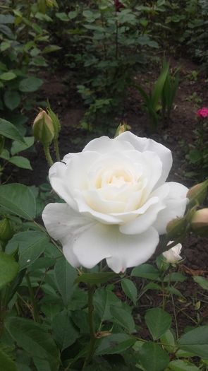 20160513_130528