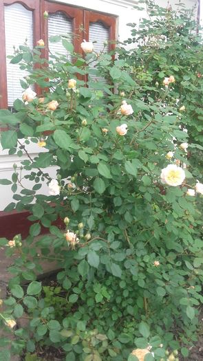 20160513_130547