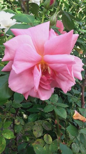 20160513_173204