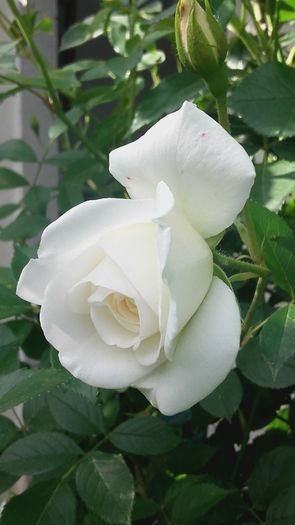 20160513_173313