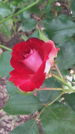 20160513_173458 - primavara 2016