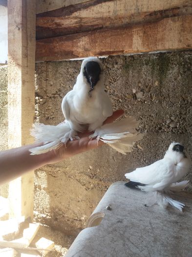 20160515_161828 - Pui cap de maur 2016