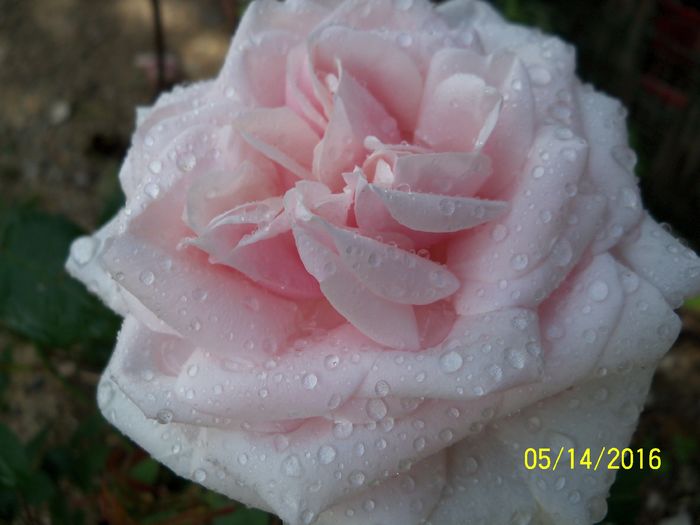 Souvenir de la Malmaison - Trandafiri 2016 1