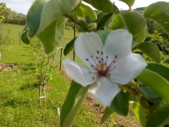 Floare de gutui - Primavara 2016