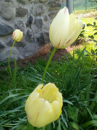 Lalele - Primavara 2016