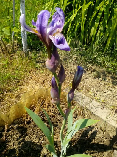 Iris - Primavara 2016